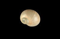 藏品(細紋玉螺)的圖片